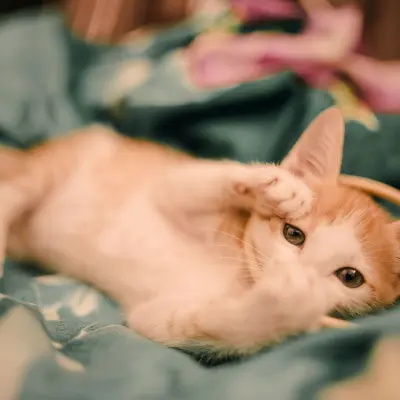Sevimli kedi
