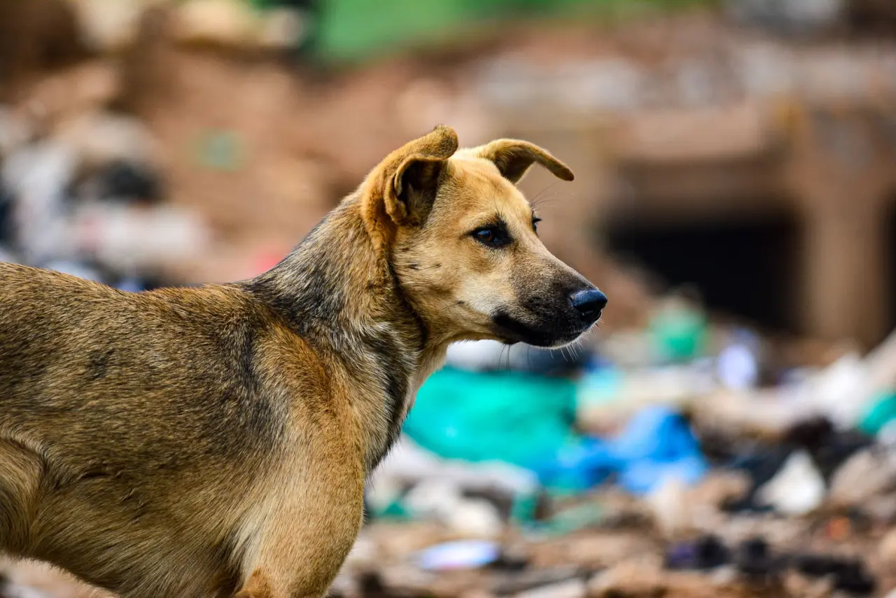Sadık köpek