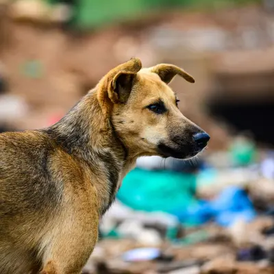 Sadık köpek
