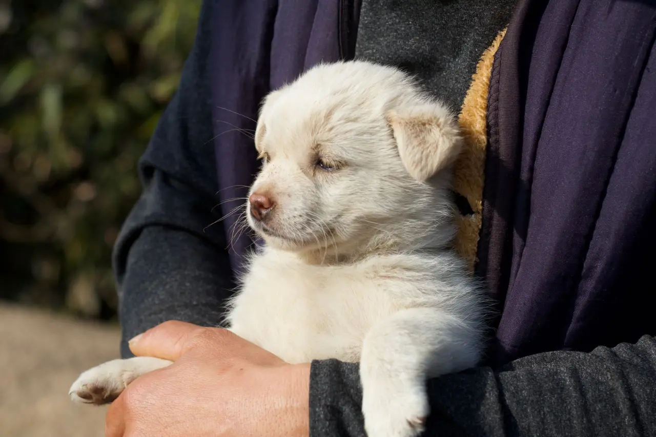 Sadık köpek