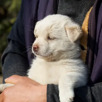 Sadık köpek
