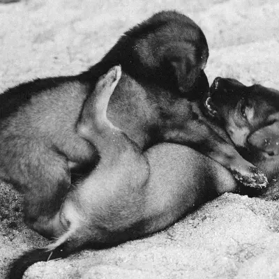 Sadık köpek