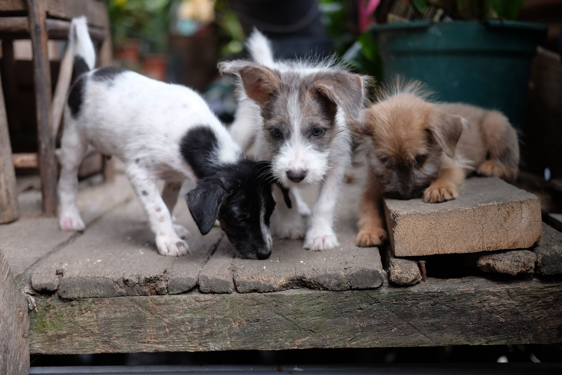 Sadık köpek