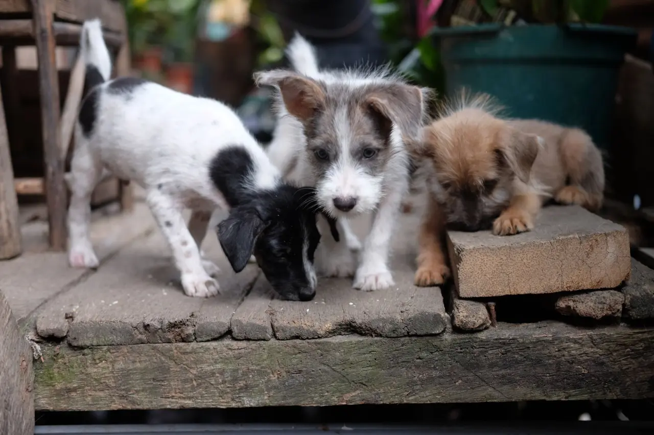 Sadık köpek