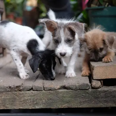 Sadık köpek