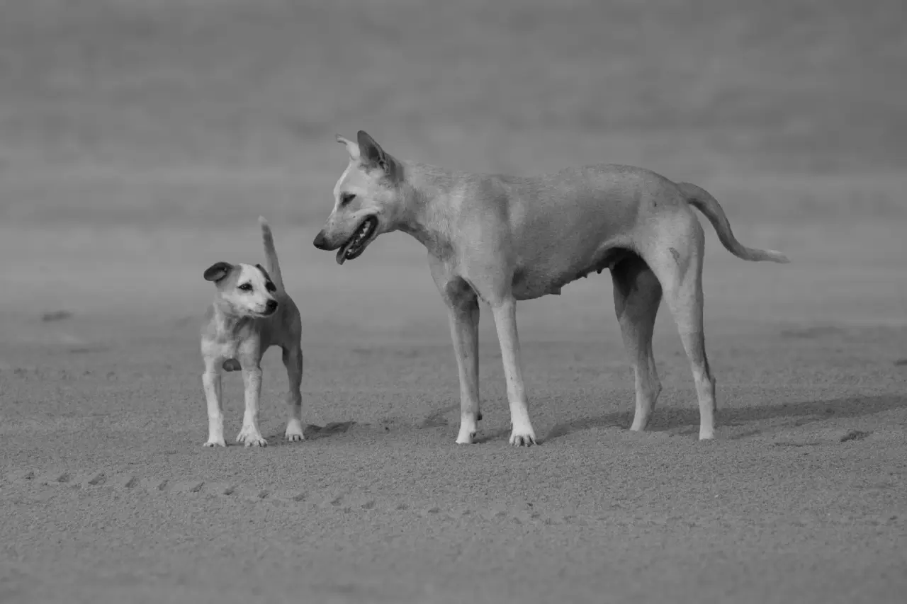 Sadık köpek