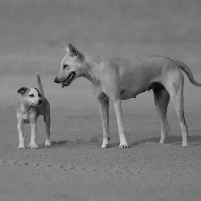 Sadık köpek