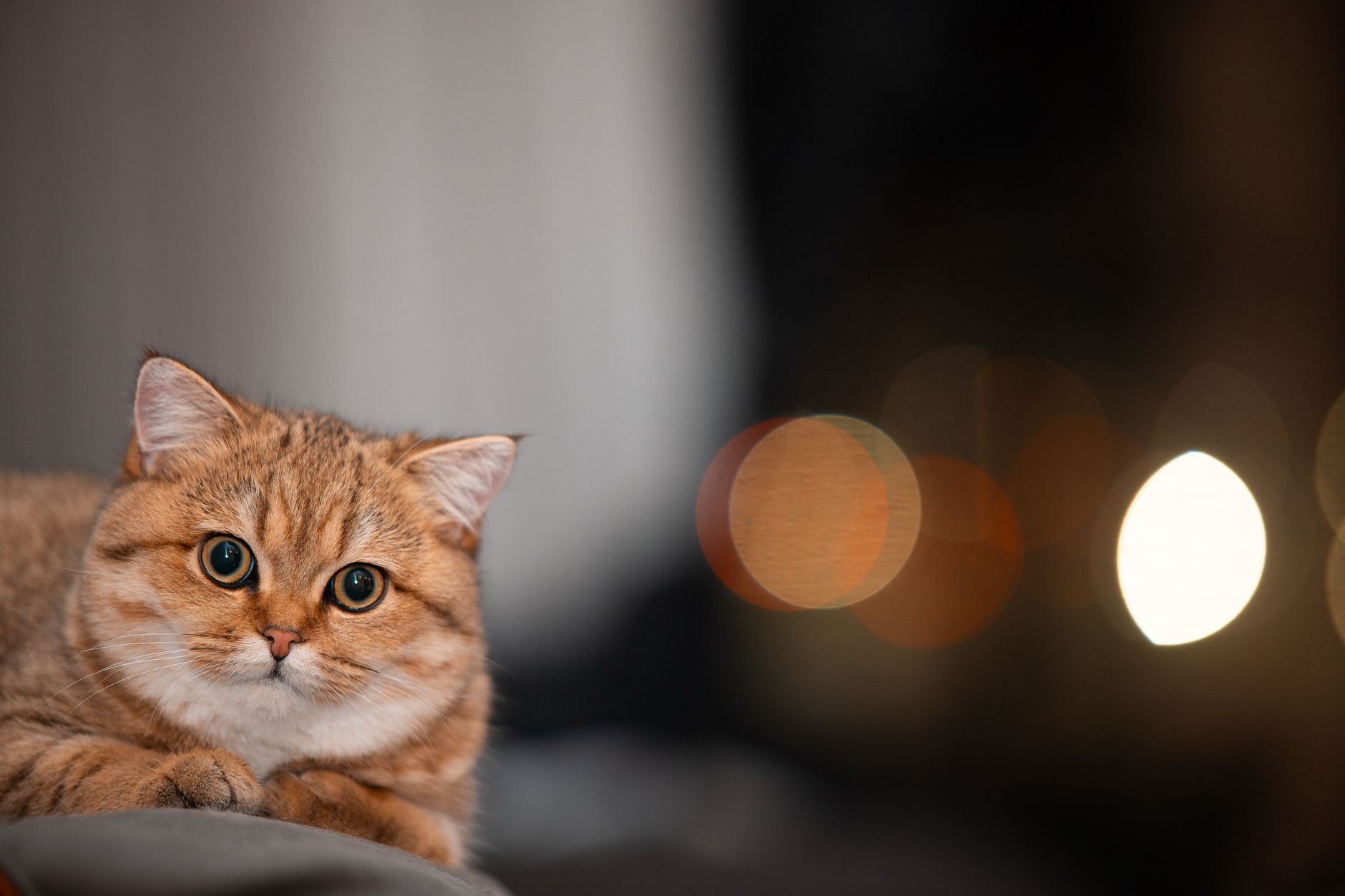 Sevimli kedi