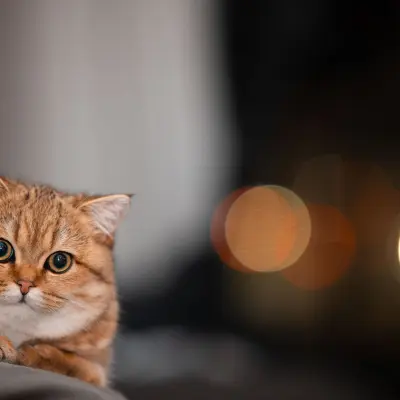 Sevimli kedi