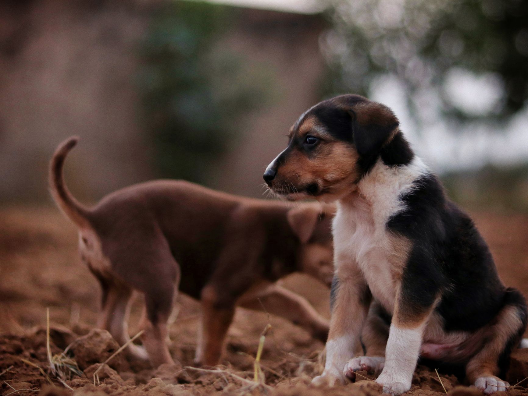 Sadık köpek