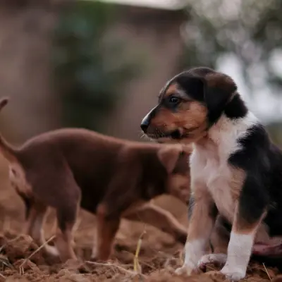 Sadık köpek