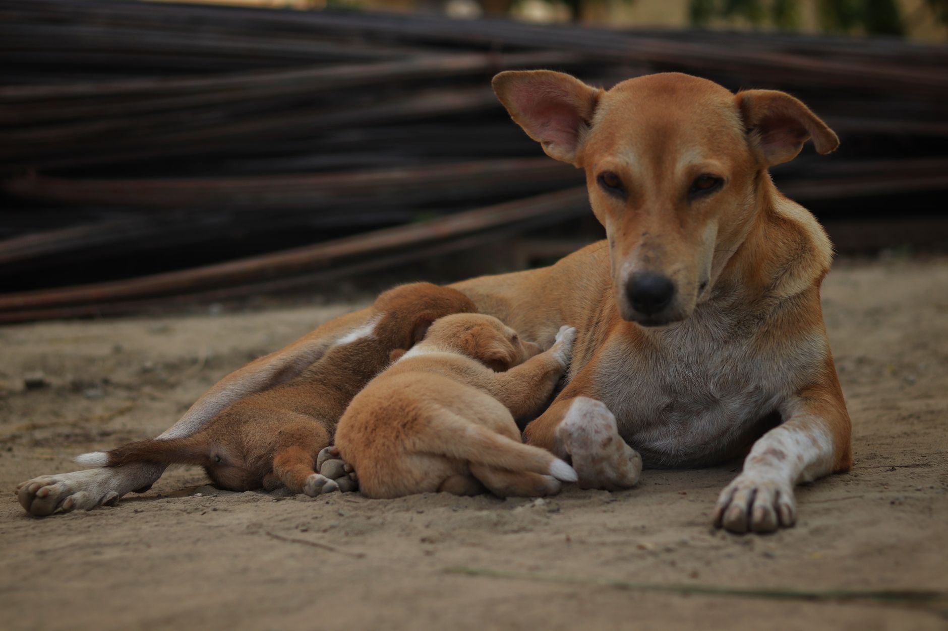 Sadık köpek