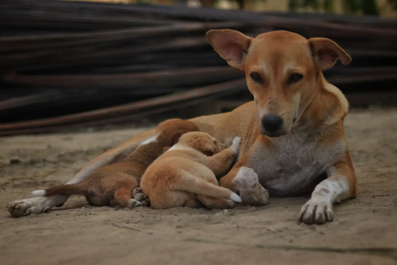 Sadık köpek