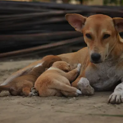 Sadık köpek