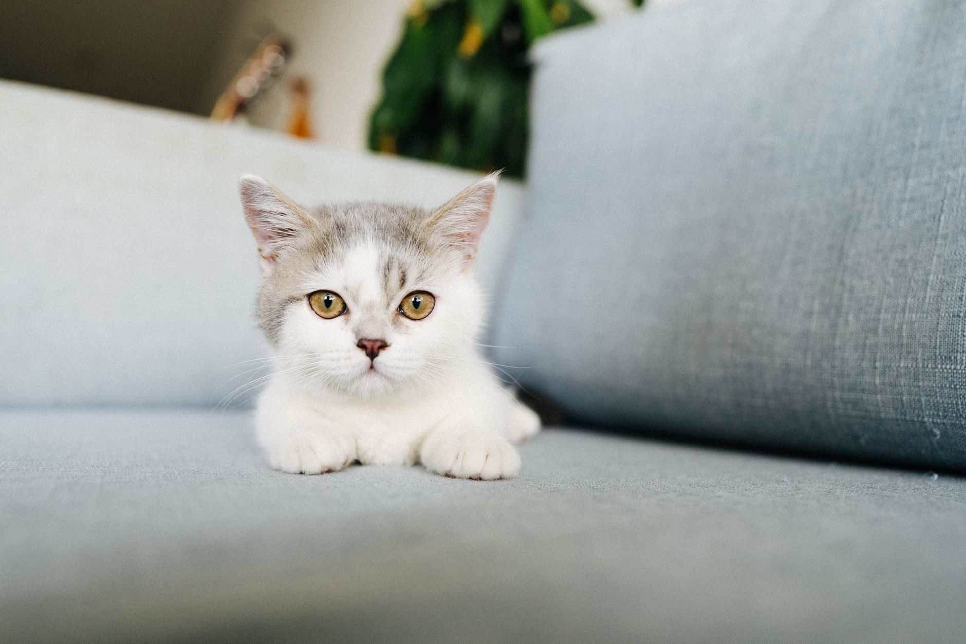 Sevimli kedi