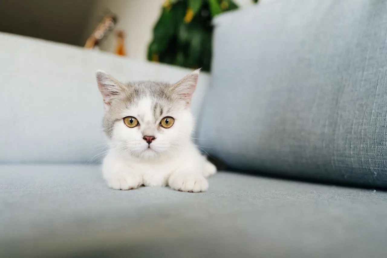 Sevimli kedi