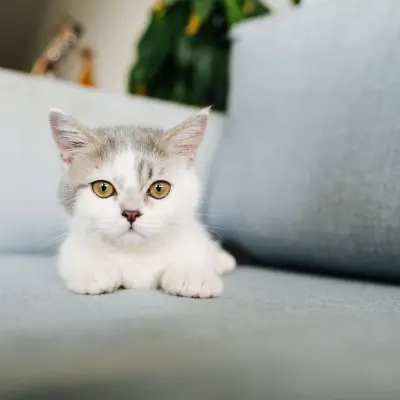 Sevimli kedi