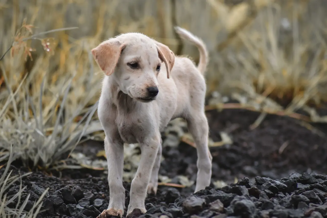 Sadık köpek