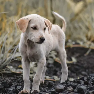 Sadık köpek