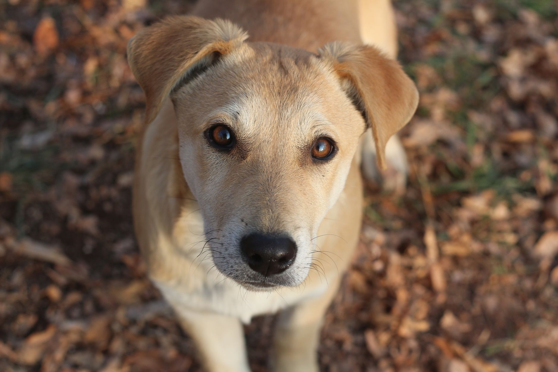 Sadık köpek