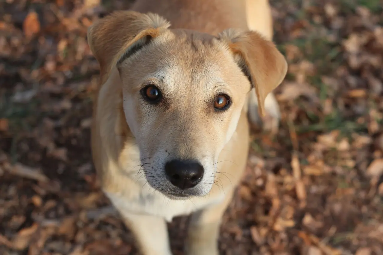 Sadık köpek