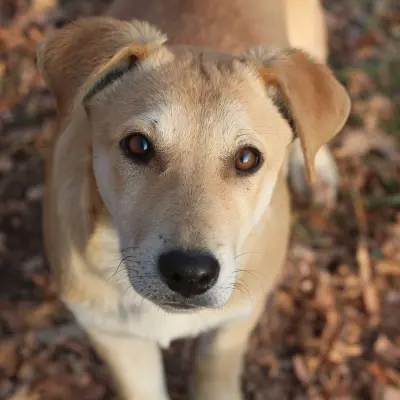 Sadık köpek