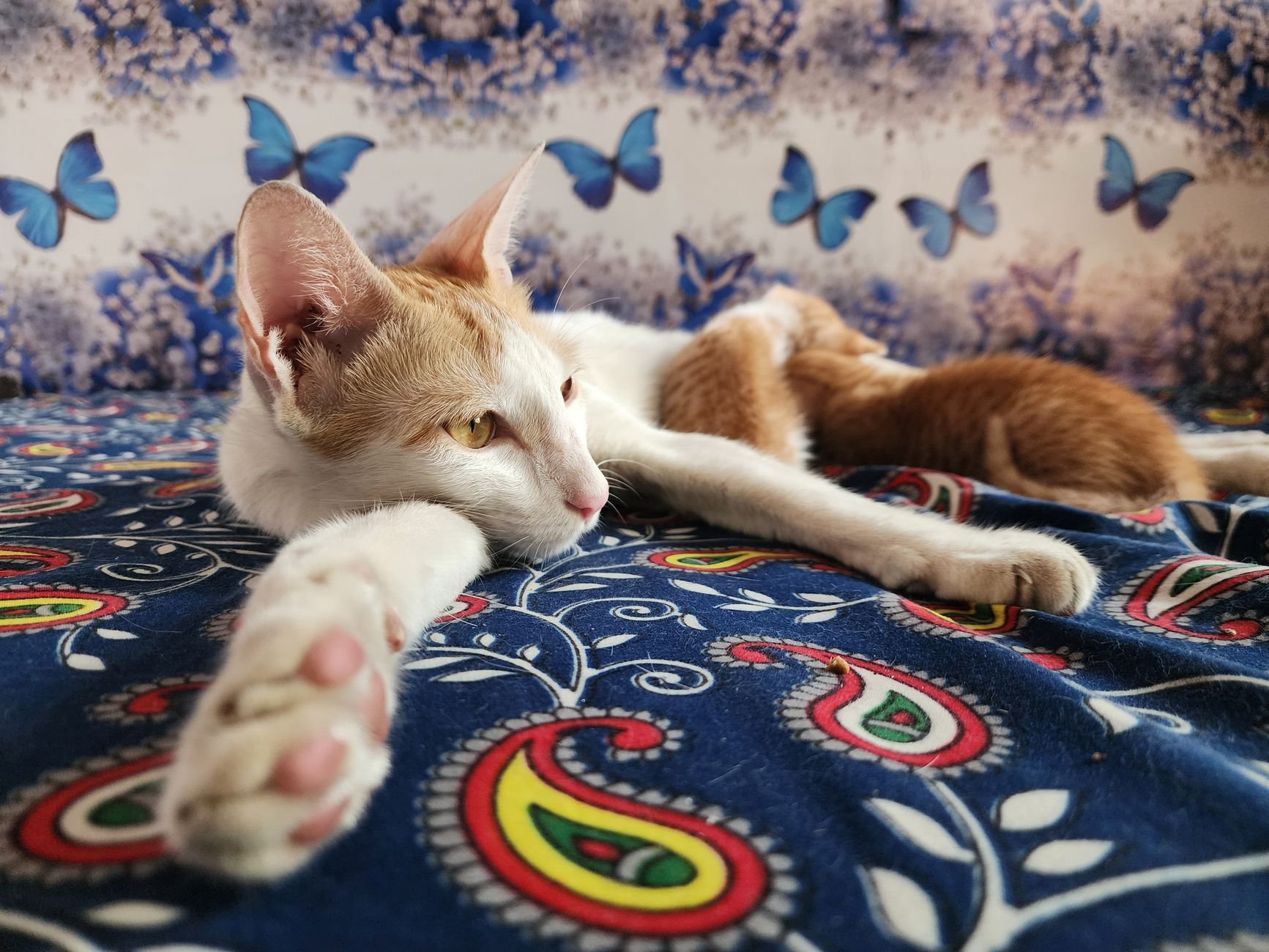 Sevimli kedi