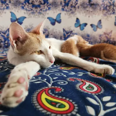 Sevimli kedi