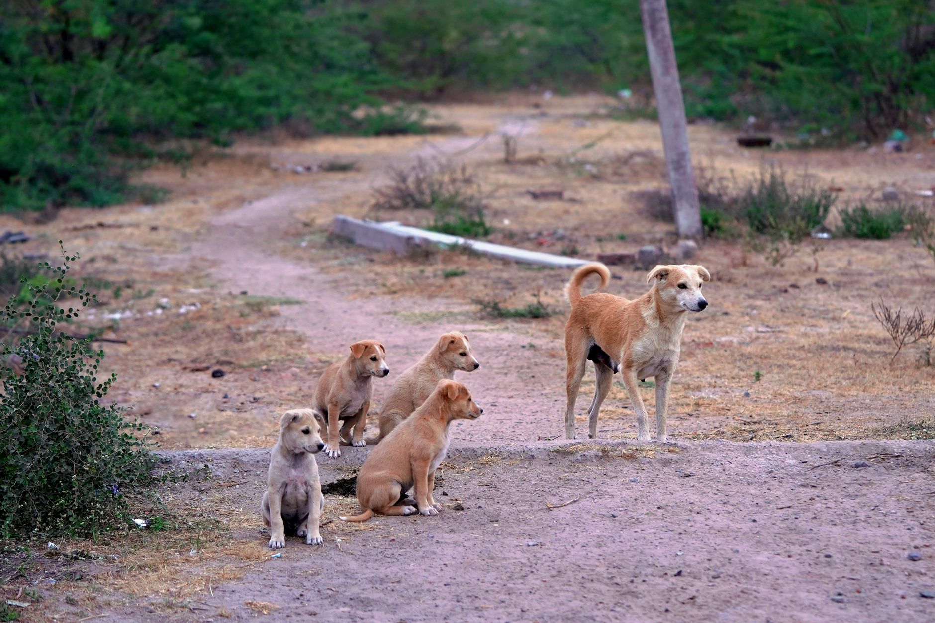 Sadık köpek