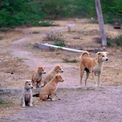 Sadık köpek