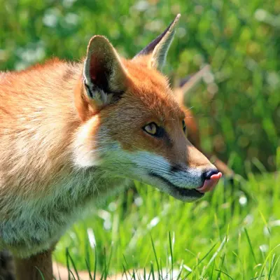 Tilki