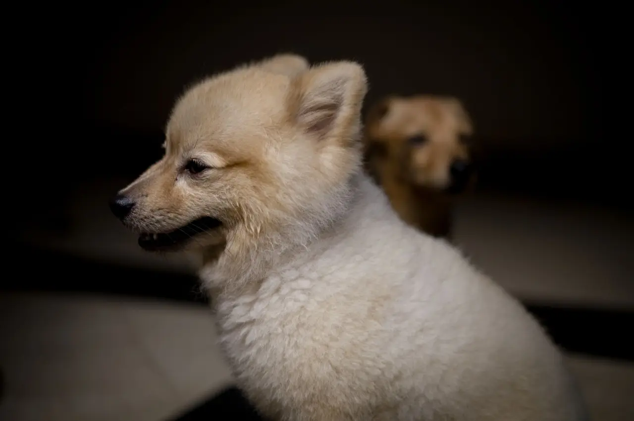 Sadık köpek