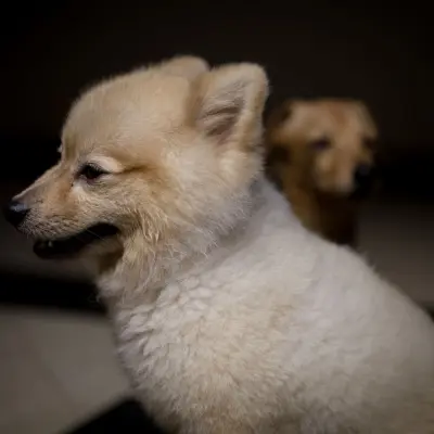 Sadık köpek